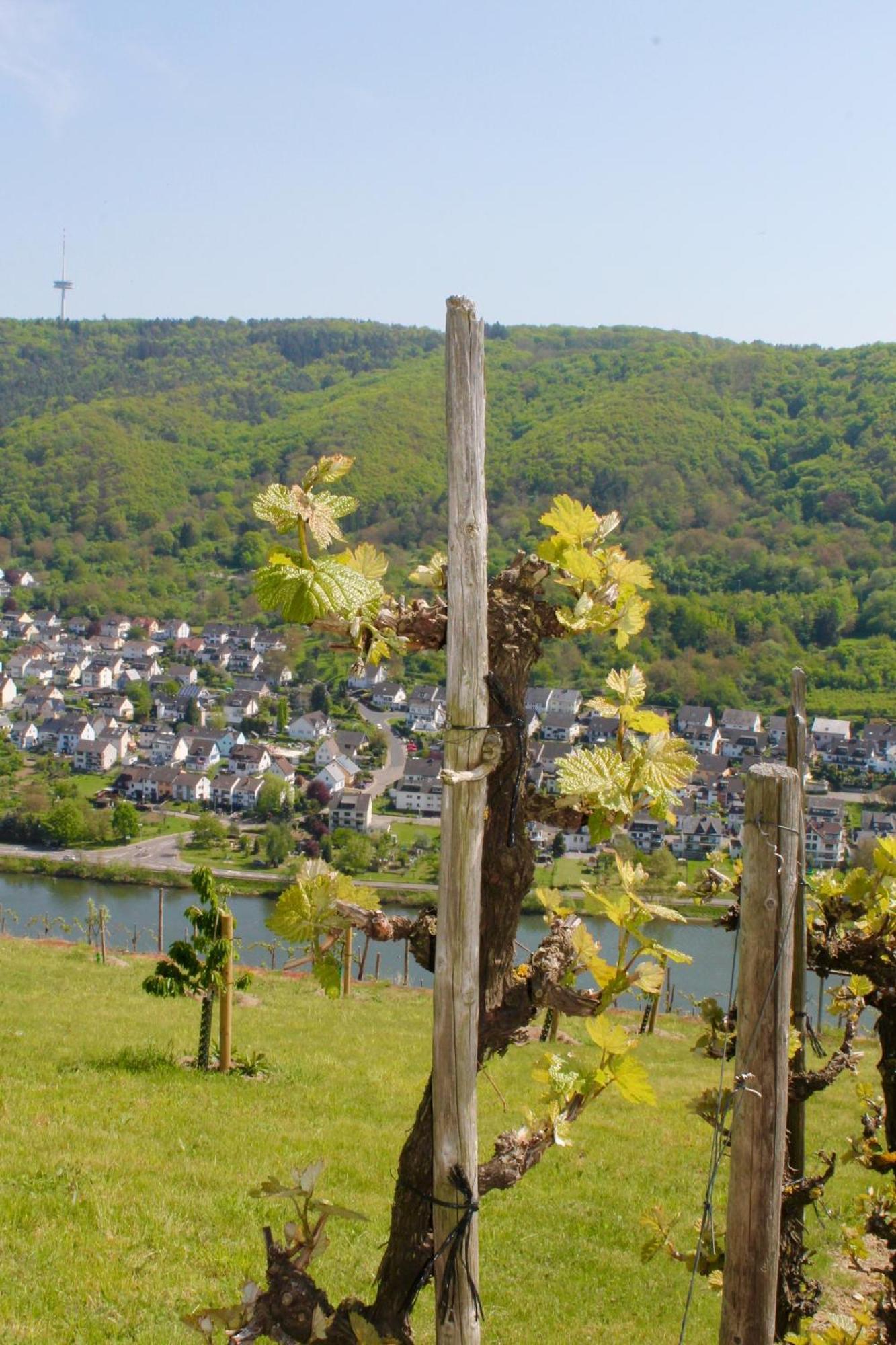 Ferienwohnung Auf Der Moselhoehe - Naehe Koblenz Und Cochem Dieblich Buitenkant foto